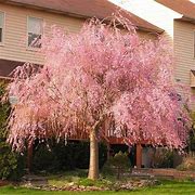 "Pink Willow Weeping Tree Seeds, Planting, 100 pcs" - Plant Seeds