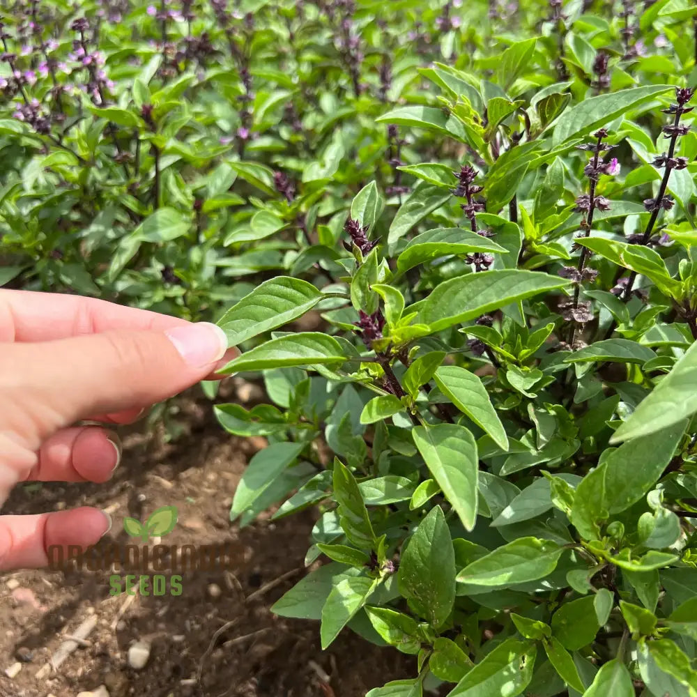 Thai Basil Seeds For Gardening - Enhance Your Herb Garden With Aromatic