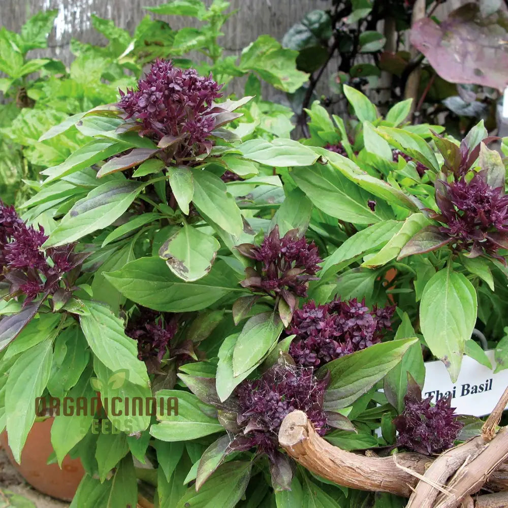 Thai Basil Seeds For Gardening - Enhance Your Herb Garden With Aromatic