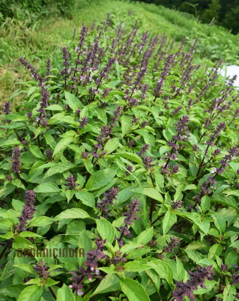 Thai Basil Seeds For Gardening - Enhance Your Herb Garden With Aromatic