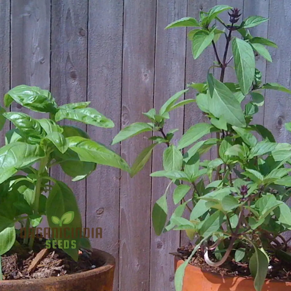 Thai Basil Seeds For Gardening - Enhance Your Herb Garden With Aromatic