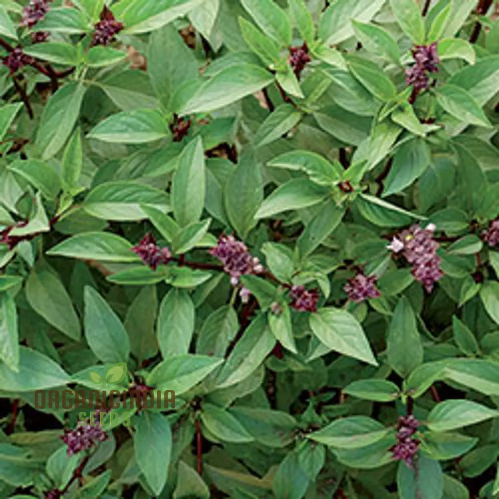 Thai Basil Seeds For Gardening - Enhance Your Herb Garden With Aromatic