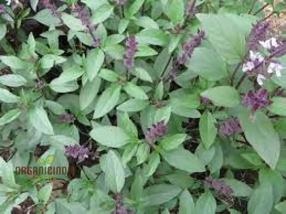 Thai Basil Seeds For Gardening - Enhance Your Herb Garden With Aromatic