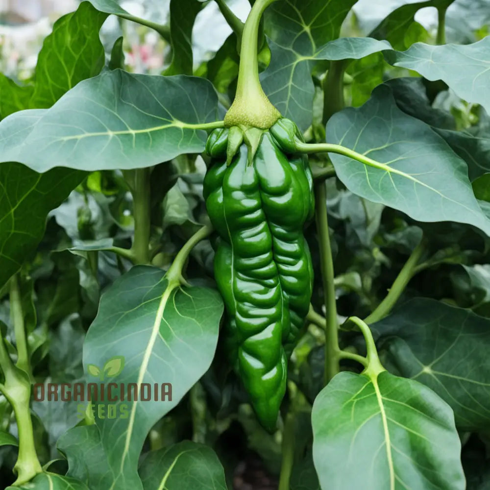 Thai Dragon Heirloom Chili Pepper Seeds High-Quality For Planting Nightshades