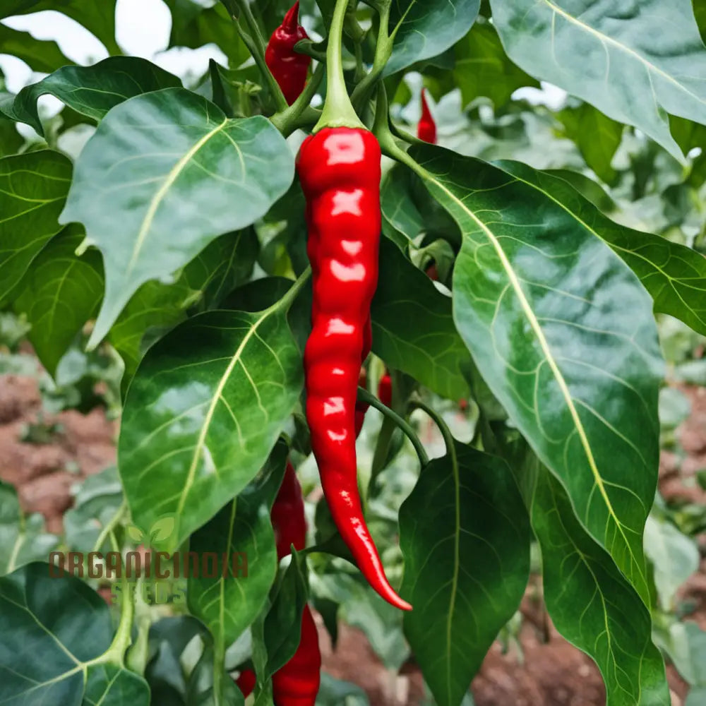 Thai Dragon Heirloom Chili Pepper Seeds High-Quality For Planting Nightshades