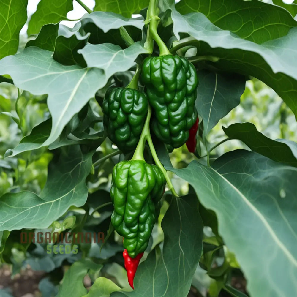 Thai Dragon Heirloom Chili Pepper Seeds High-Quality For Planting Nightshades