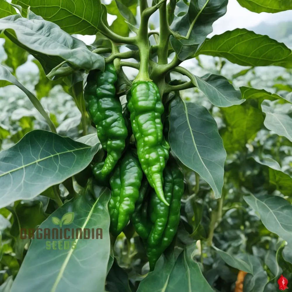 Thai Dragon Heirloom Chili Pepper Seeds High-Quality For Planting Nightshades