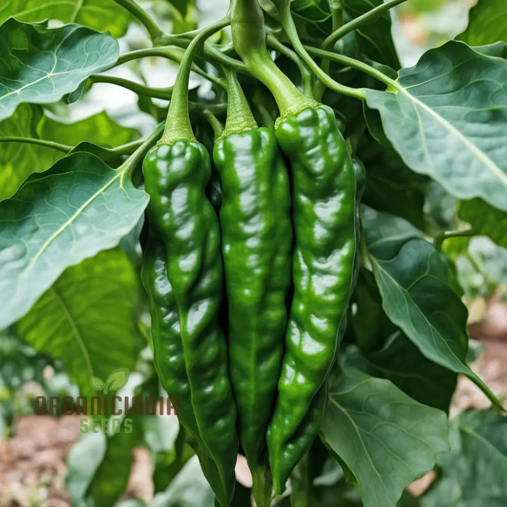 Thai Dragon Heirloom Chili Pepper Seeds High-Quality For Planting Nightshades