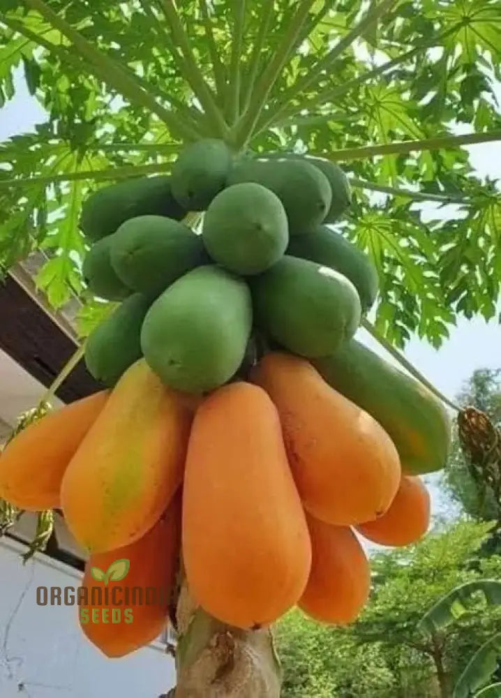 Thai Dwarf Papaya Fruit Seeds For Planting Growing Delicious And Compact Papayas In Your Garden