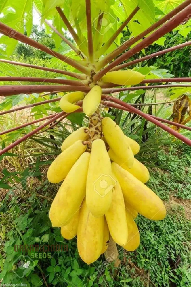 Thai Dwarf Papaya Fruit Seeds For Planting Growing Delicious And Compact Papayas In Your Garden