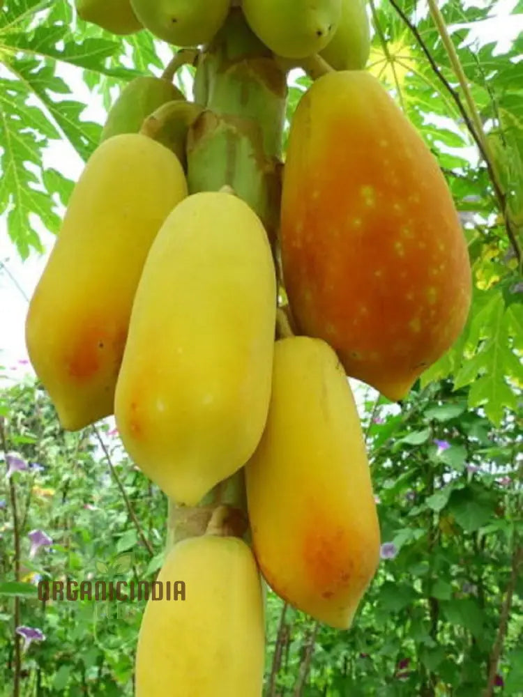 Thai Dwarf Papaya Fruit Seeds For Planting Growing Delicious And Compact Papayas In Your Garden