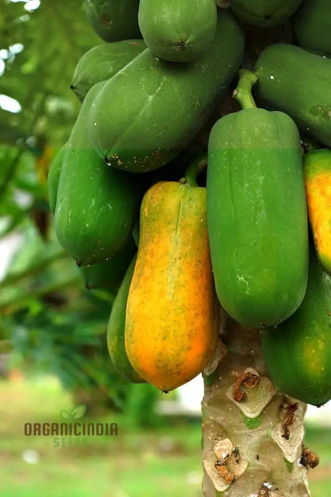 Thai Dwarf Papaya Fruit Seeds For Planting Growing Delicious And Compact Papayas In Your Garden