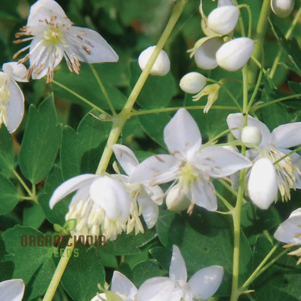 Thalictrum Delavayi â€™Blizzardâ€™ Seeds â€“ Cultivate Beauty And Grace With This Exquisite