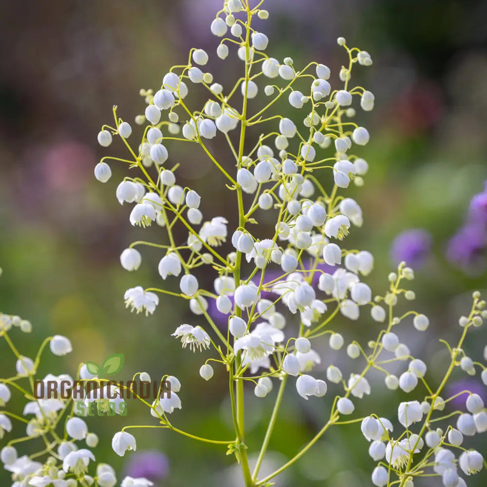 Thalictrum Delavayi ’Blizzard’ Seeds – Cultivate Beauty And Grace With This Exquisite