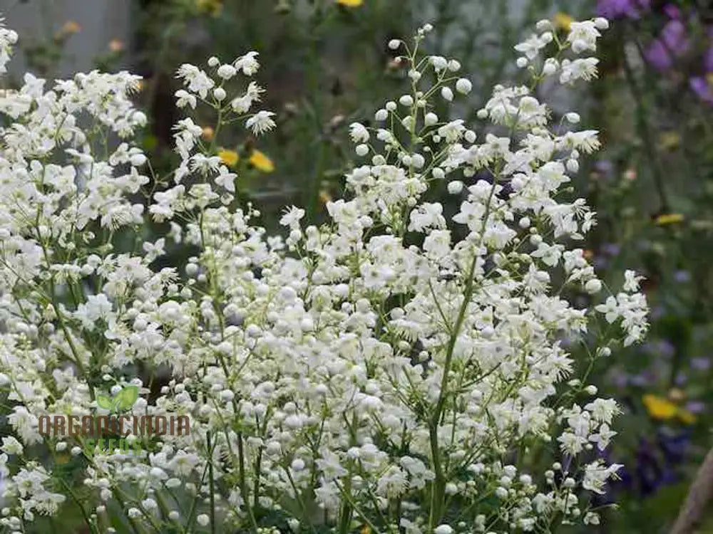 Thalictrum Delavayi â€™Blizzardâ€™ Seeds â€“ Cultivate Beauty And Grace With This Exquisite