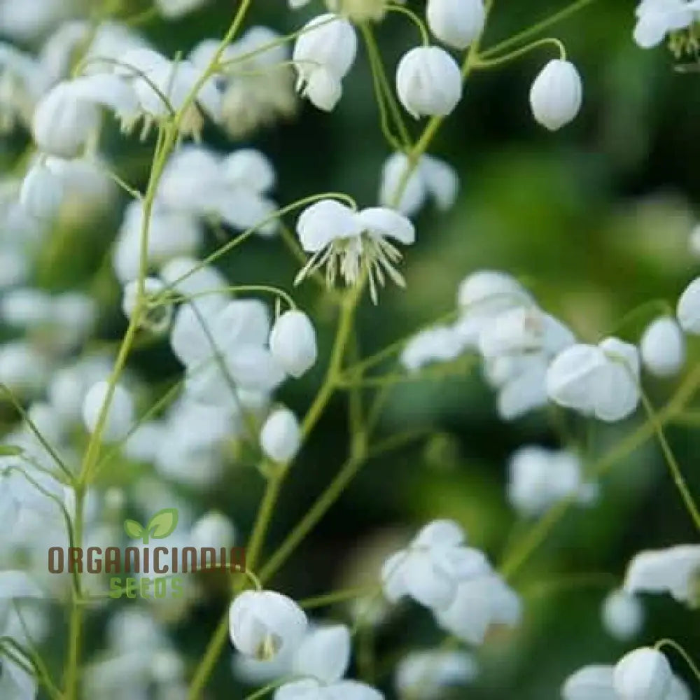 Thalictrum Delavayi ’Blizzard’ Seeds – Cultivate Beauty And Grace With This Exquisite