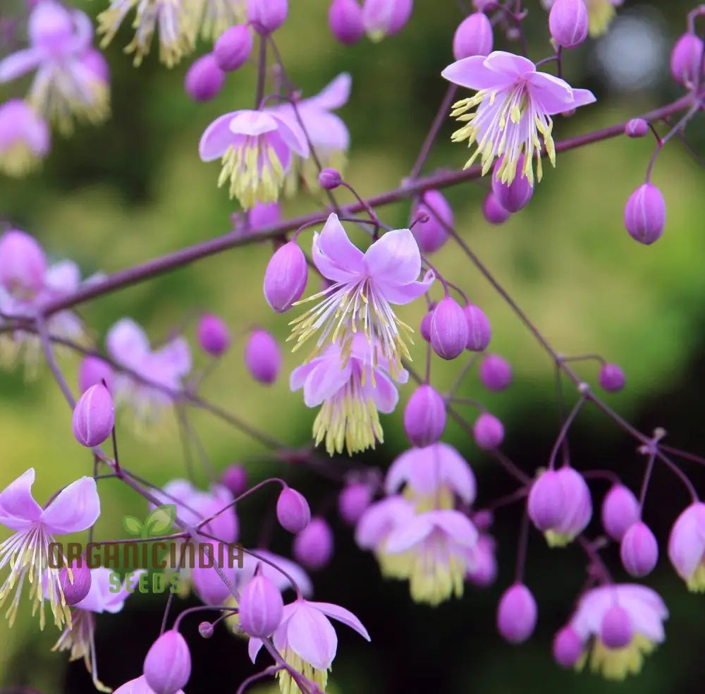 Thalictrum Delavayi Seeds: Discover The Beauty Of Gardening With Premium Seeds For Stunning Blooms!