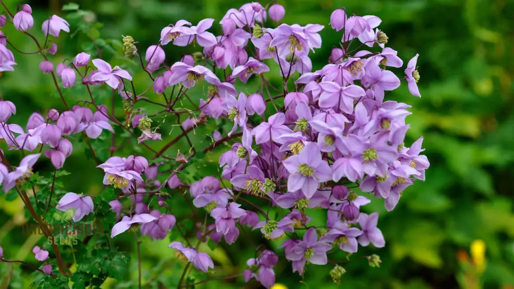 Thalictrum Delavayi Seeds: Discover The Beauty Of Gardening With Premium Seeds For Stunning Blooms!