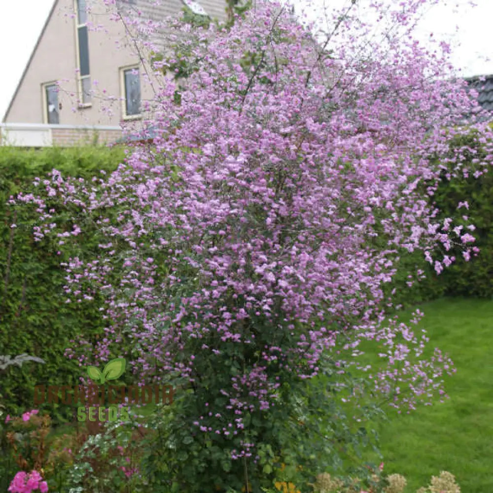 Thalictrum Delavayi Seeds: Discover The Beauty Of Gardening With Premium Seeds For Stunning Blooms!