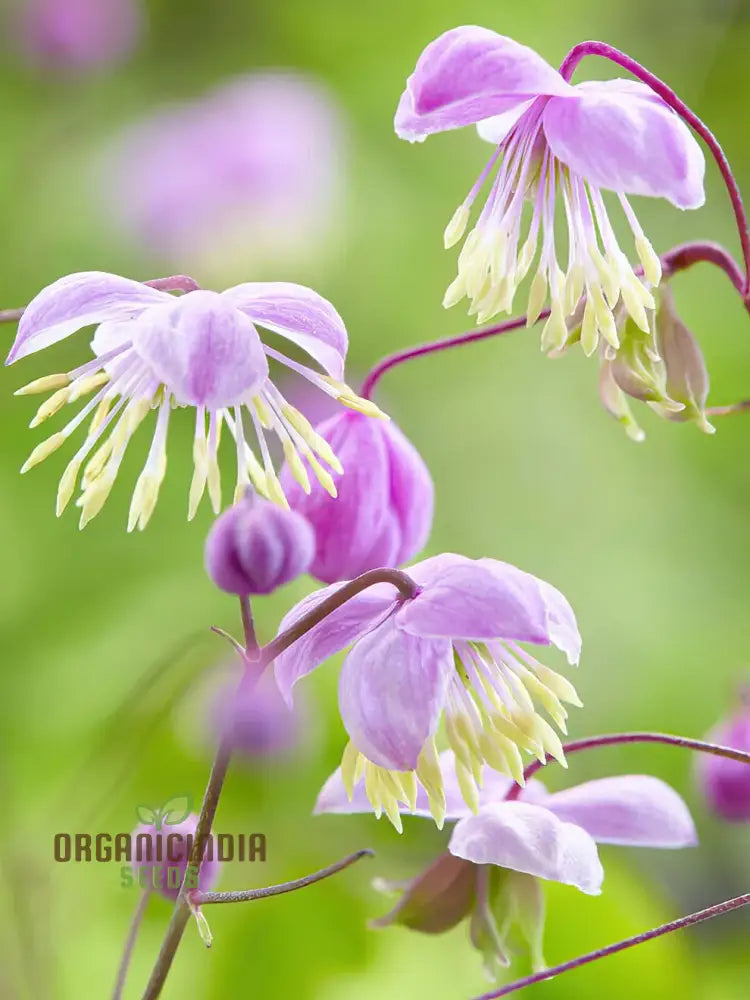 Thalictrum Delavayi Seeds: Discover The Beauty Of Gardening With Premium Seeds For Stunning Blooms!