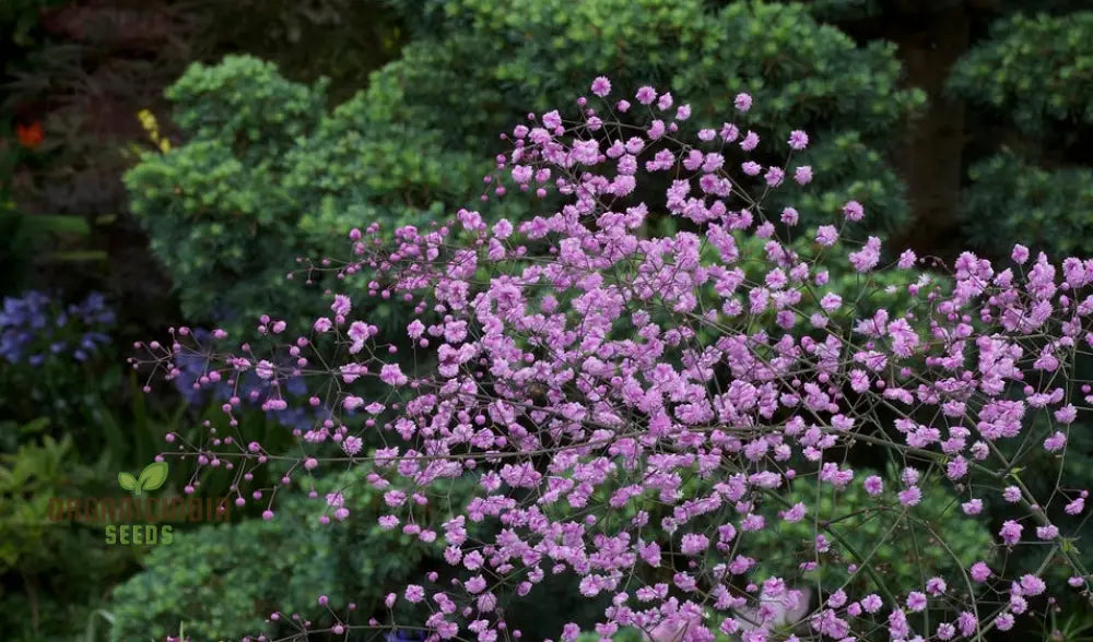 Thalictrum Delavayi Seeds: Discover The Beauty Of Gardening With Premium Seeds For Stunning Blooms!