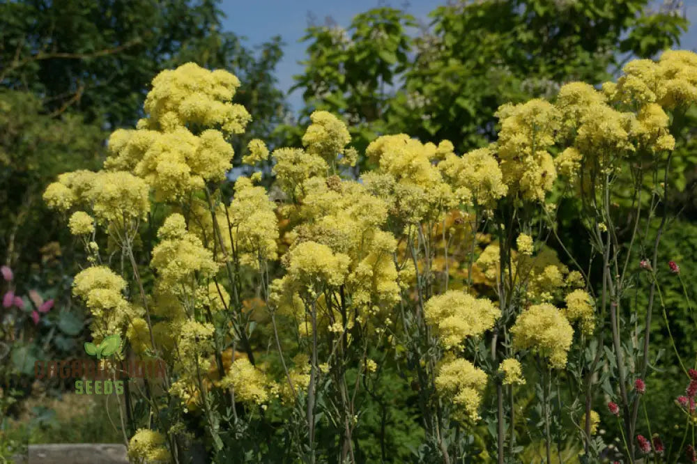 Thalictrum Flavum Seeds - Premium Quality Gardening For Vibrant Yellow Blooms Ideal Expert Gardeners