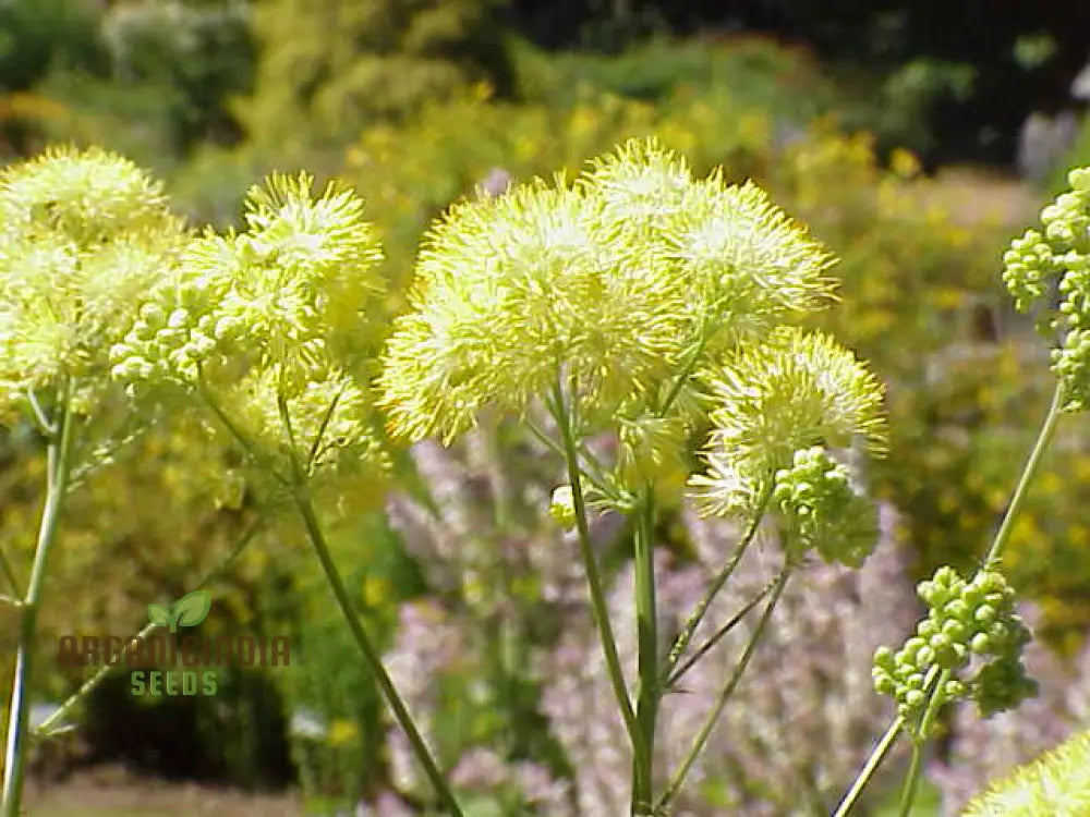 Thalictrum Flavum Seeds - Premium Quality Gardening For Vibrant Yellow Blooms Ideal Expert Gardeners