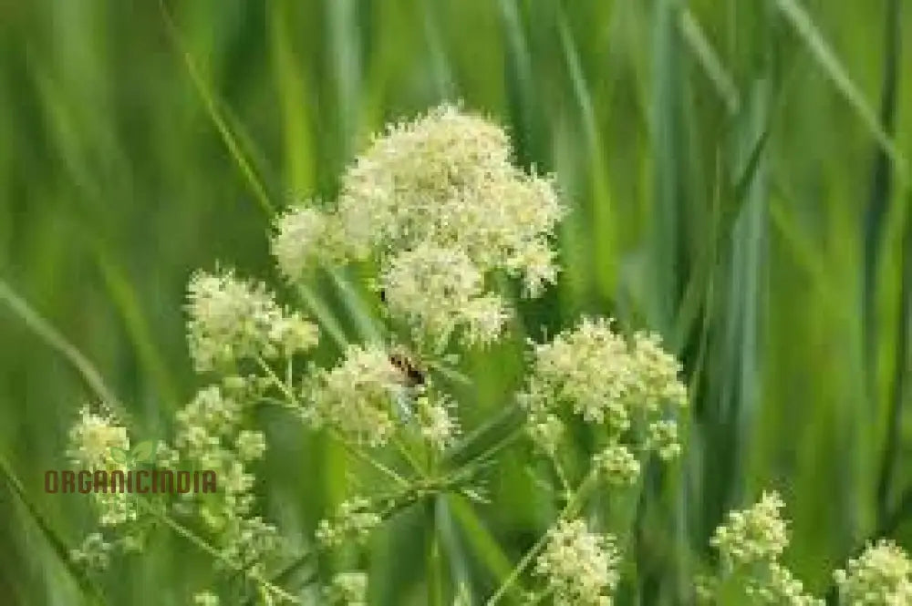 Thalictrum Flavum Seeds - Premium Quality Gardening For Vibrant Yellow Blooms Ideal Expert Gardeners