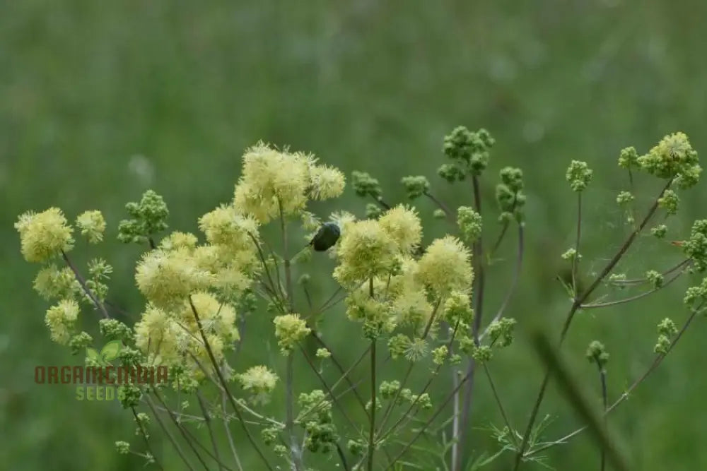 Thalictrum Flavum Seeds - Premium Quality Gardening For Vibrant Yellow Blooms Ideal Expert Gardeners