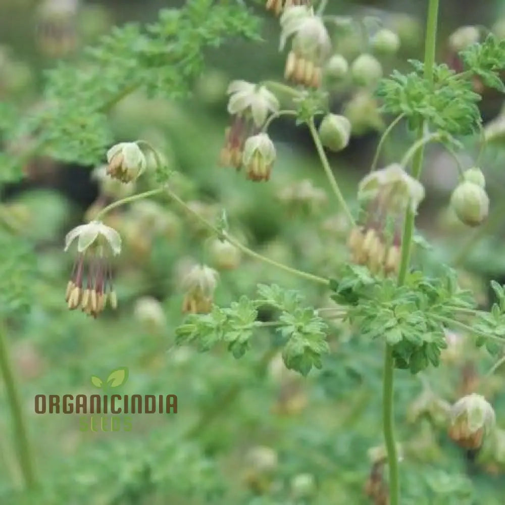 Thalictrum Isopyroides Seeds For Gardening Enthusiasts - Premium Quality A Stunning Garden Display