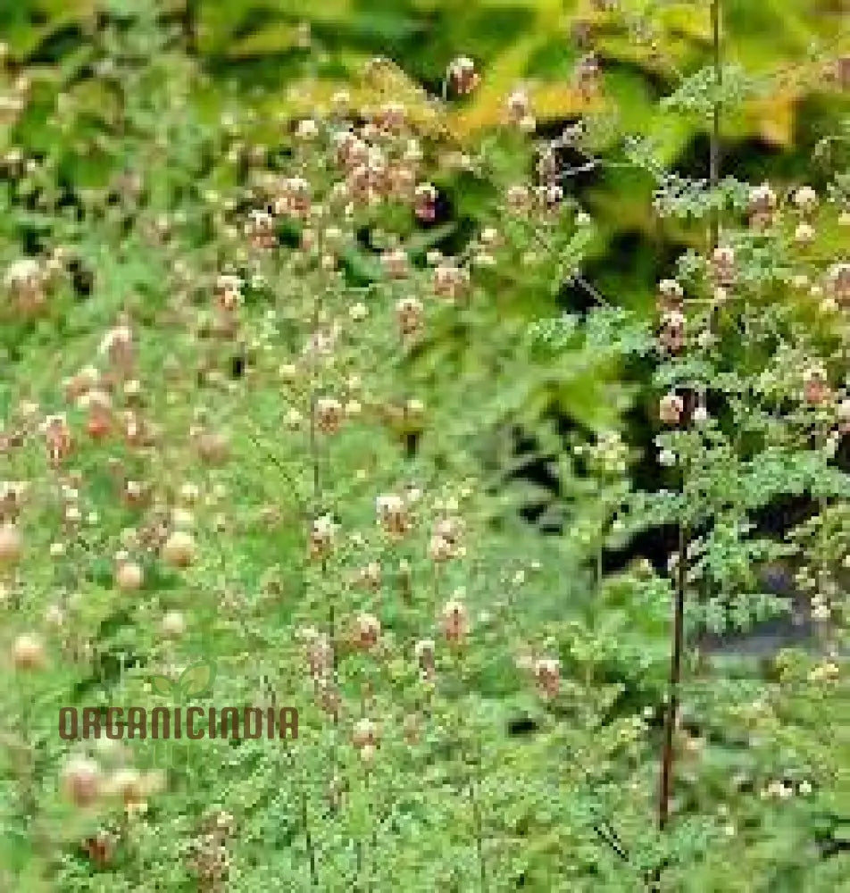 Thalictrum Isopyroides Seeds For Gardening Enthusiasts - Premium Quality A Stunning Garden Display