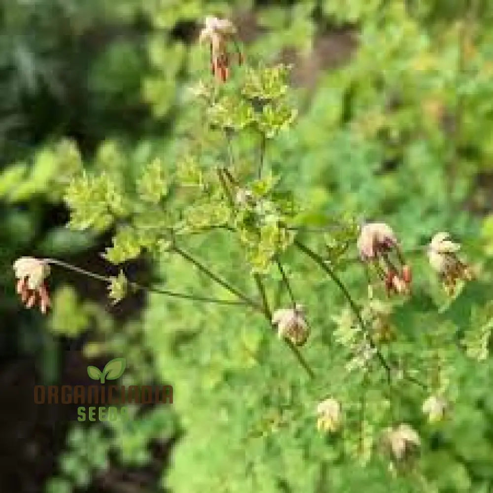 Thalictrum Isopyroides Seeds For Gardening Enthusiasts - Premium Quality A Stunning Garden Display