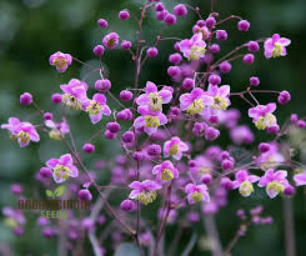 Thalictrum Rochebrunianum Seeds For Lush Gardening | Perfect Enhancing Your Garden With Elegant And