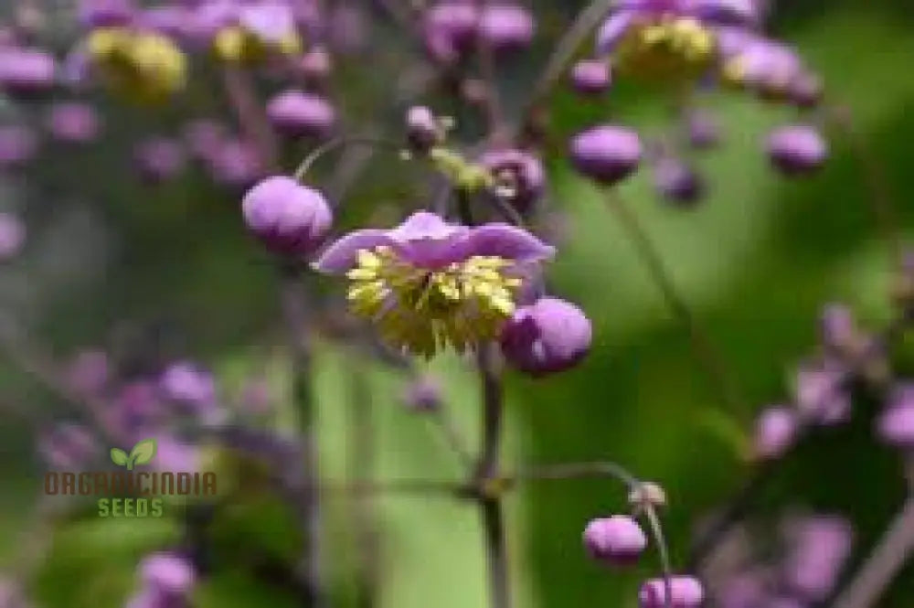 Thalictrum Rochebrunianum Seeds For Lush Gardening | Perfect Enhancing Your Garden With Elegant And