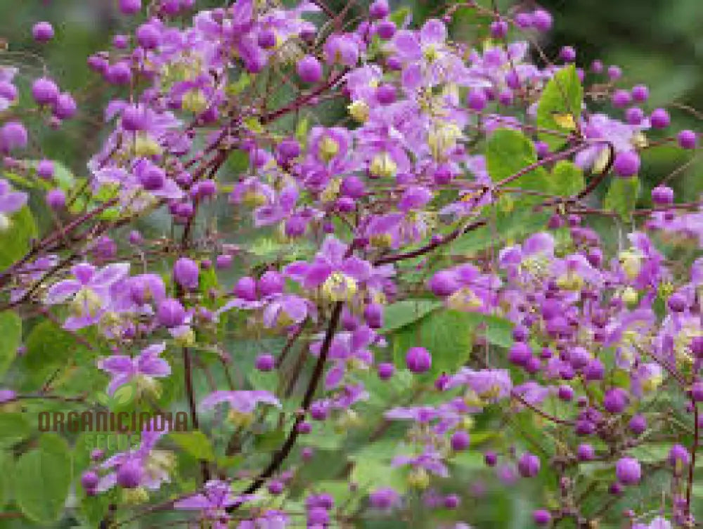 Thalictrum Rochebrunianum Seeds For Lush Gardening | Perfect Enhancing Your Garden With Elegant And