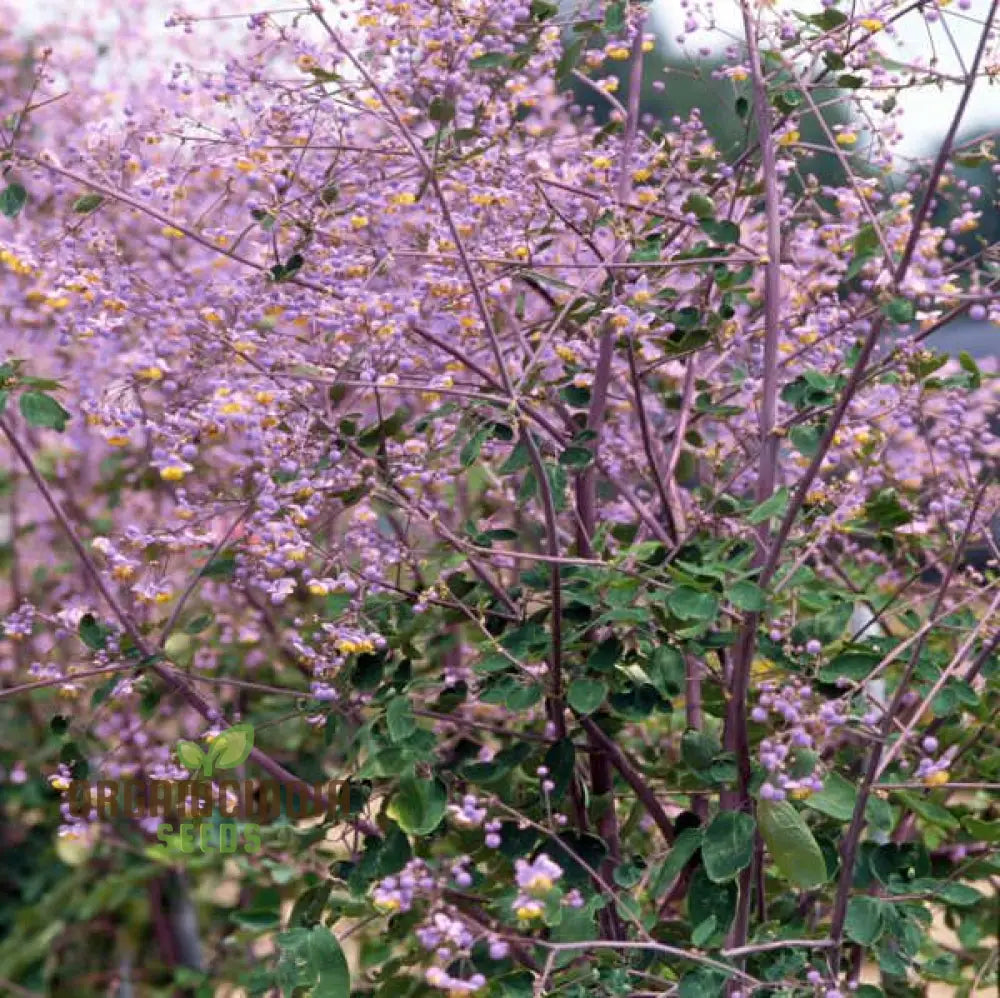 Thalictrum Rochebrunianum Seeds For Lush Gardening | Perfect Enhancing Your Garden With Elegant And