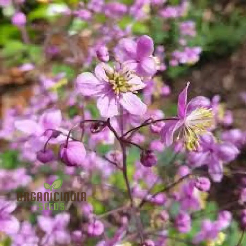 Thalictrum Rochebrunianum Seeds For Lush Gardening | Perfect Enhancing Your Garden With Elegant And