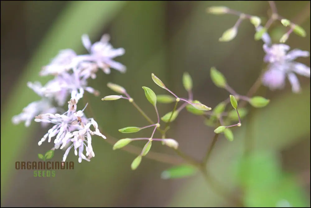 Thalictrum Uchiyamae Seeds For Gardening - Unique And Rare Flower Your Garden High-Quality