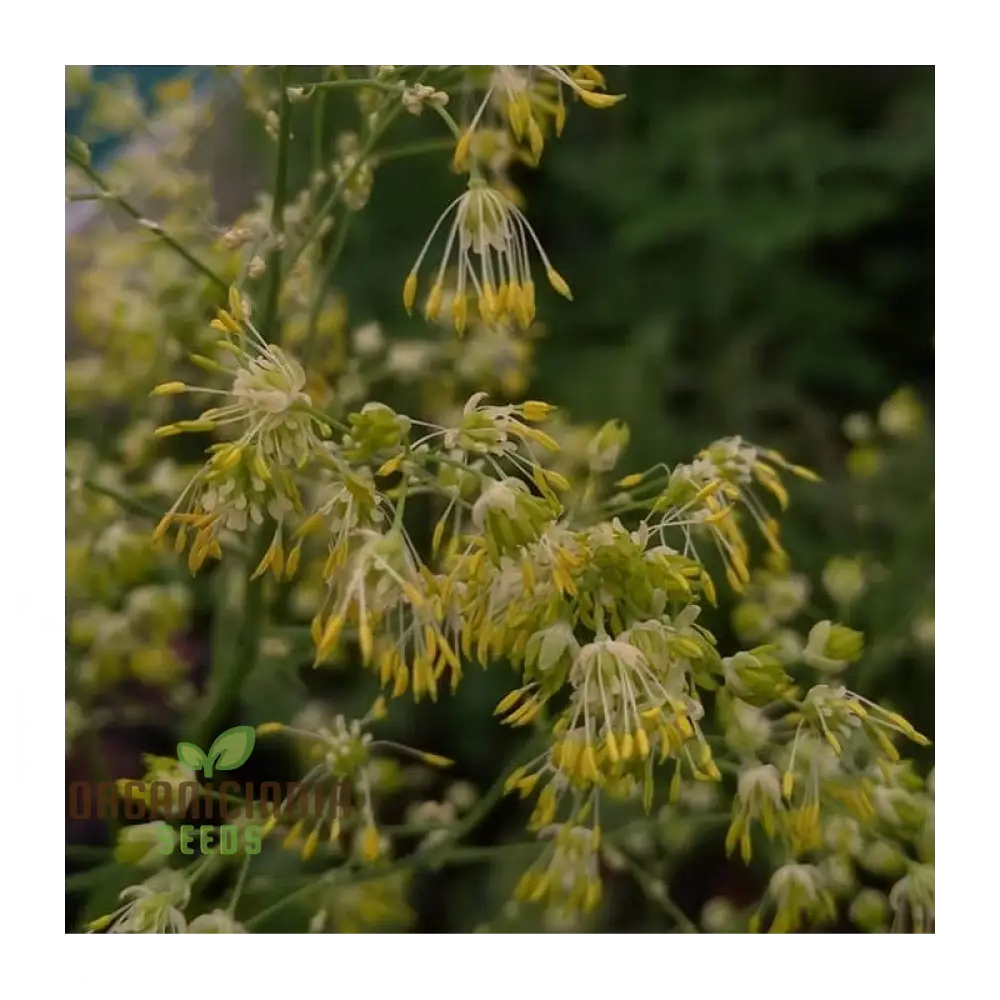 Thalictrum Uchiyamae Seeds For Gardening - Unique And Rare Flower Your Garden High-Quality