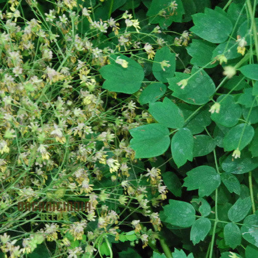 Thalictrum Uchiyamae Seeds For Gardening - Unique And Rare Flower Your Garden High-Quality