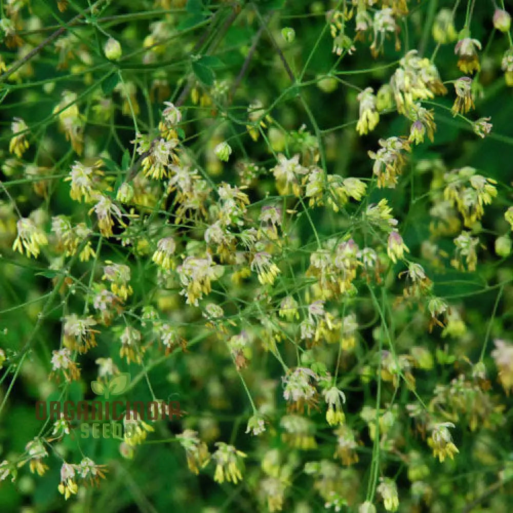 Thalictrum Uchiyamae Seeds For Gardening - Unique And Rare Flower Your Garden High-Quality