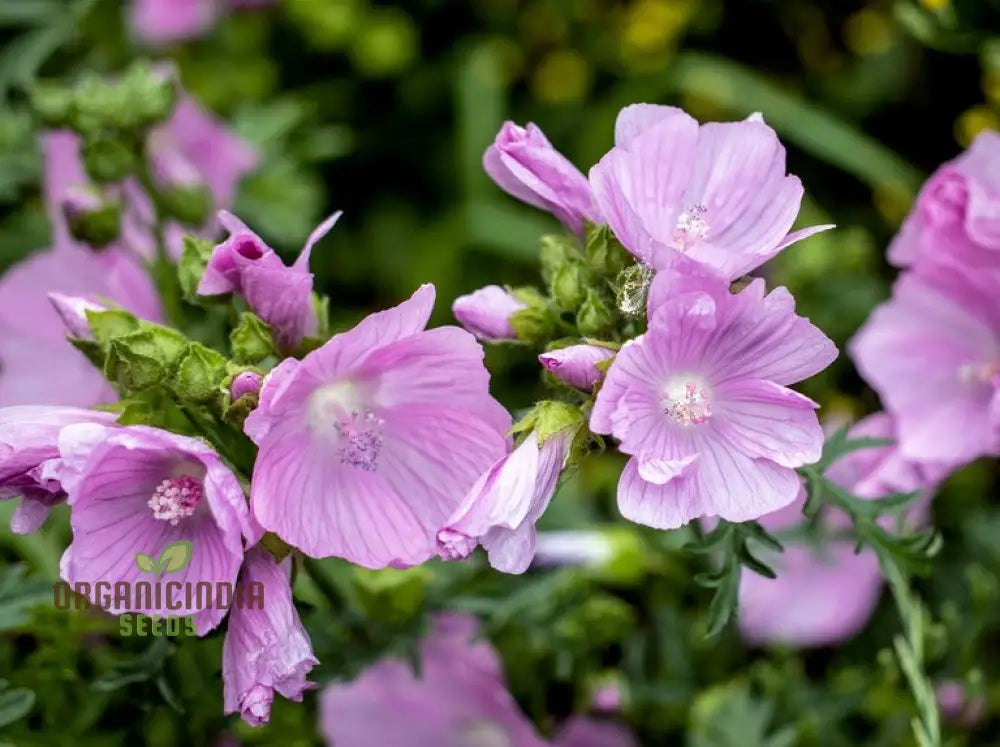 The Mallow Musk Flower Seeds For Planting: Premium Floral Fragrance For Blooming Beauties - A