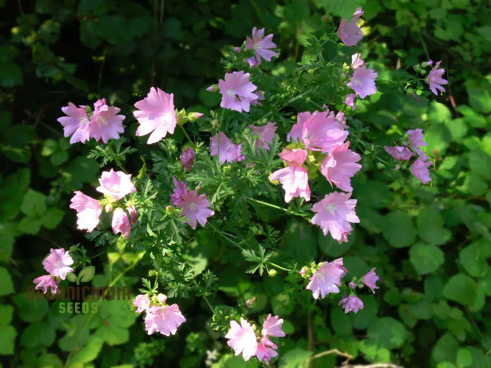 The Mallow Musk Flower Seeds For Planting: Premium Floral Fragrance For Blooming Beauties - A