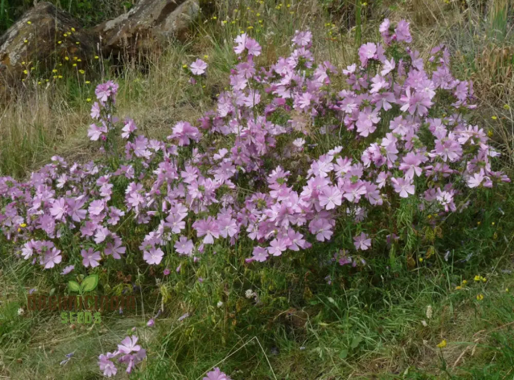 The Mallow Musk Flower Seeds For Planting: Premium Floral Fragrance For Blooming Beauties - A