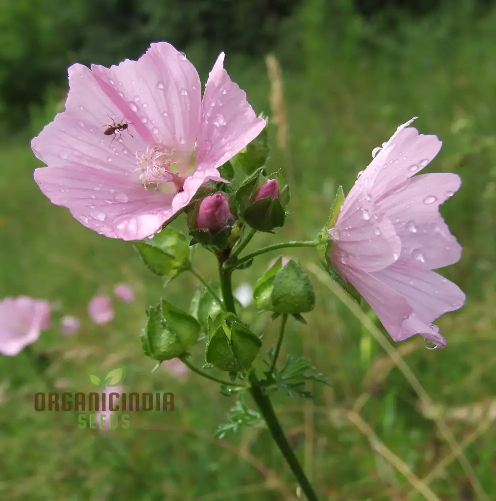 The Mallow Musk Flower Seeds For Planting: Premium Floral Fragrance For Blooming Beauties - A