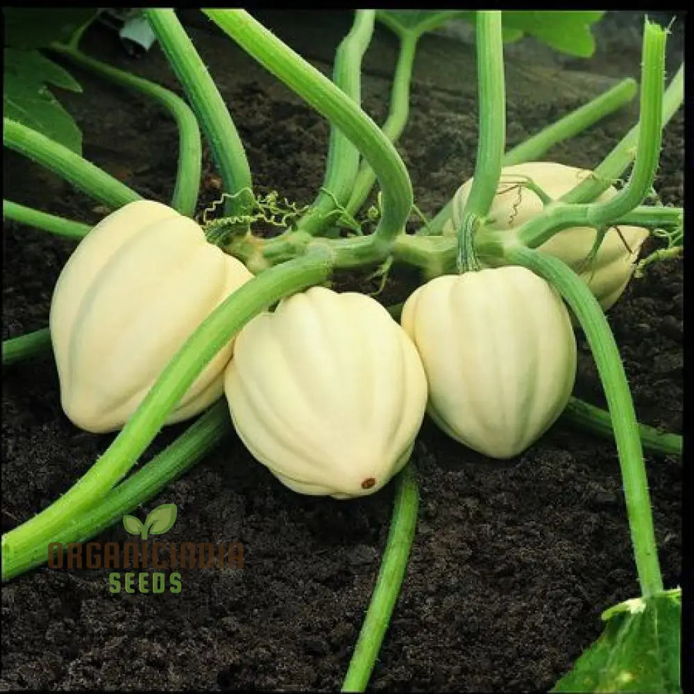 Thelma Sanders Squash Vegetable Seeds Cultivating Heirloom Quality Harvests With Expert Planting