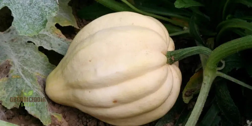 Thelma Sanders Squash Vegetable Seeds Cultivating Heirloom Quality Harvests With Expert Planting