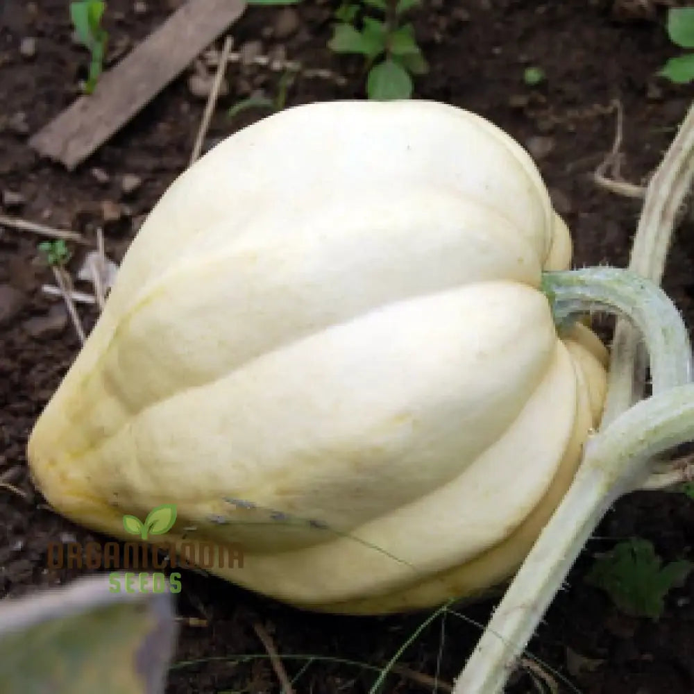 Thelma Sanders Squash Vegetable Seeds Cultivating Heirloom Quality Harvests With Expert Planting