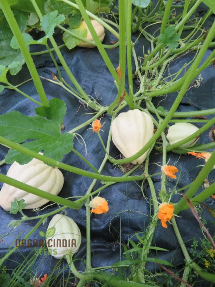 Thelma Sanders Squash Vegetable Seeds Cultivating Heirloom Quality Harvests With Expert Planting