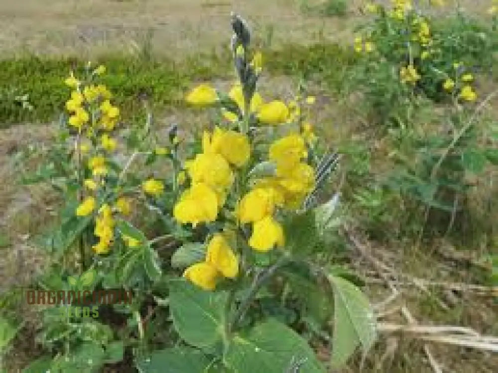 Thermopsis Lanceolata Seeds For Your Gardening Needs - Premium Quality Lush Vibrant Blooms In Garden